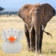 Rubber duck Elephant LILALU  Home